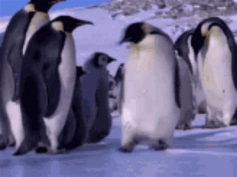 Penguin Slide GIF - Penguin Slide Cute - 发现和分享 GIF