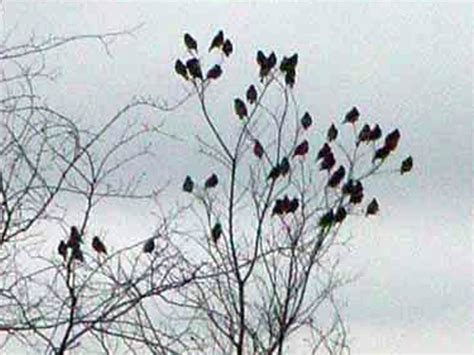 Cedar Waxwing – Spring Migration – DFW Urban Wildlife