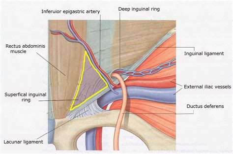 The Health Website : Femoral Hernia in 2021 | Anatomy, Hernia inguinal ...