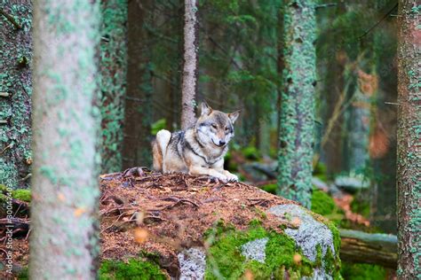 The wolf (Canis lupus), also known as the gray or grey wolf in natural ...