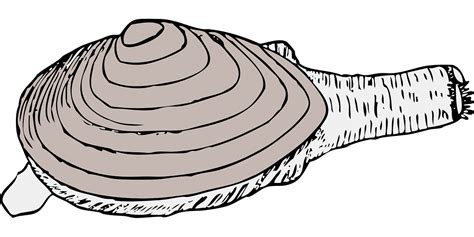 Download Clam, Living, Shell. Royalty-Free Vector Graphic - Pixabay