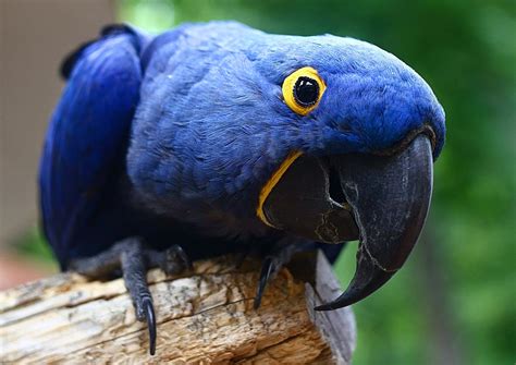 Bird In Everything: Blue Macaw Birds