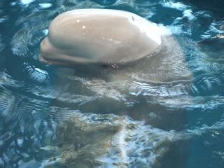 Shedd Aquarium Beluga Whale | Kevin Oliver | Flickr