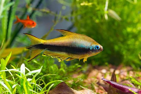 Types of Tetras: 20 Popular Tetra Species & Care Guide