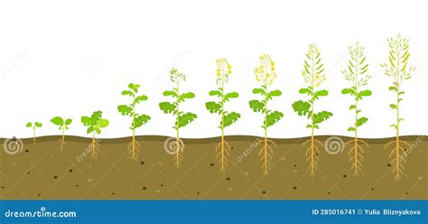 Rapeseed Cycle Of Life. Oilseed Plant Round Growth Stages. Growing ...