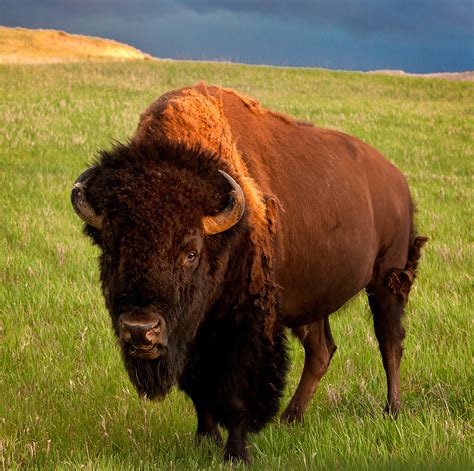 American Bison, Grand Teton National Park | Rhapsody in Light Photography Workshops