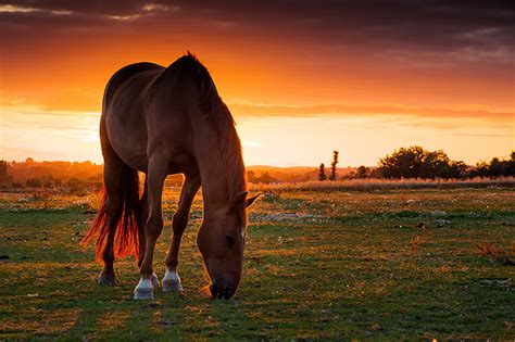 Bilder von Pferd Felder Sonnenaufgänge und Sonnenuntergänge Gras ein