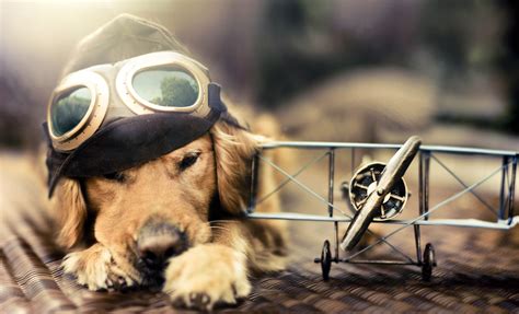 Dog Wallpaper Photography Hd Desktop Wallpapers 4k - Cool Backgrounds ...