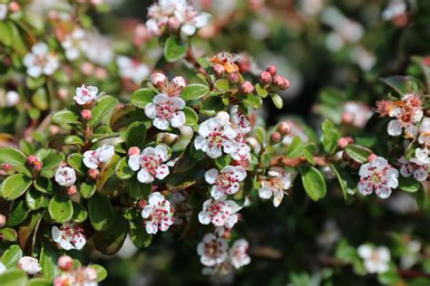 Cotoneaster dammeri 'Lowfast' - Blue Heron Nursery