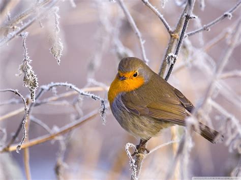 Robin Bird Wallpapers - Top Free Robin Bird Backgrounds - WallpaperAccess