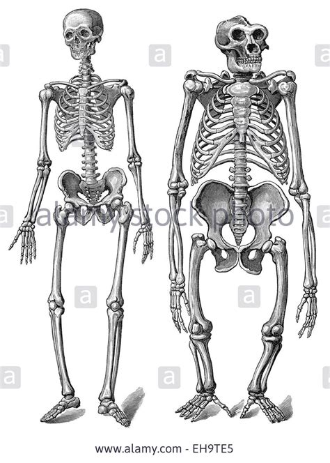 The human skeleton as compared to a gorilla skeleton, anatomy ...