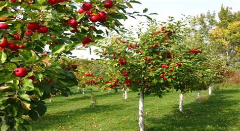 How to Build your Own Backyard Fruit Tree Orchard – Brazo's Valley Equipment