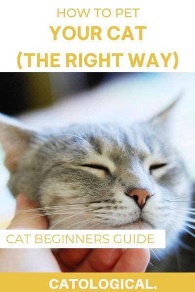 A guide to petting your cat do s don t s and petting zones – Artofit