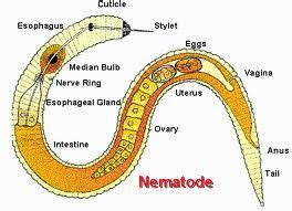 Phylum Nematoda diagram | Nematode, Roundworm, Parasitic worms