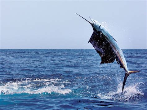 marlin sailfish fishing southern caribbean aruba bonaire curacao ...