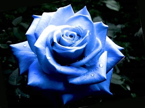 🔥 [50+] Dark Blue Roses Wallpapers | WallpaperSafari