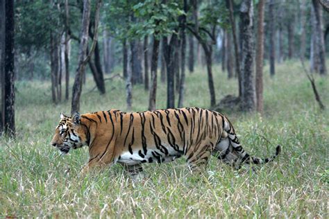 PENCH TIGER RESERVE Reviews, PENCH TIGER RESERVE Tourist Places, PENCH ...