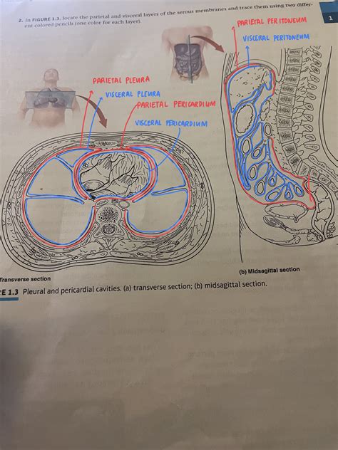 [Solved] help please. 2. In FIGURE 1.3, locate the parietal and visceral... | Course Hero