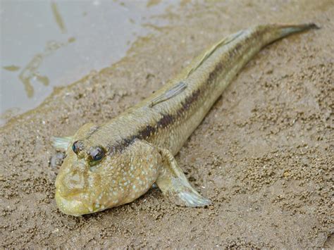 Mudskippers: Unusual Fish That Live on Land and in Water - Owlcation