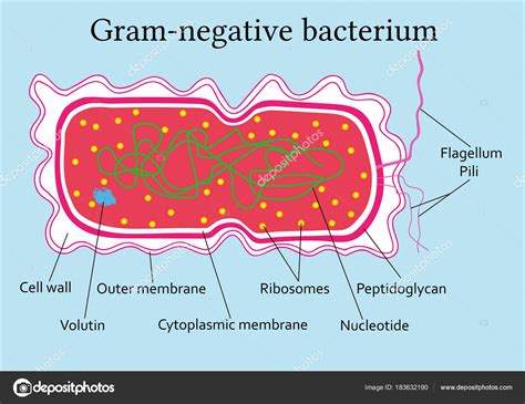 Structure Of A Bacteria