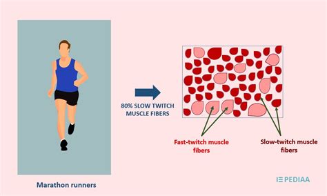 Difference Between Fast Twitch and Slow Twitch Muscle Fibers - Pediaa.Com