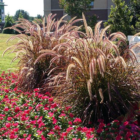 Purple Fountain Grasses for Sale – FastGrowingTrees.com