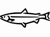 Salmon Coloring Pages  Free Printable For Kids sketch template