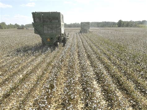 Early data indicates great cotton harvest | Mississippi State University Extension Service