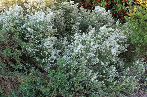 Baccharis pilularis (Coyote Bush)