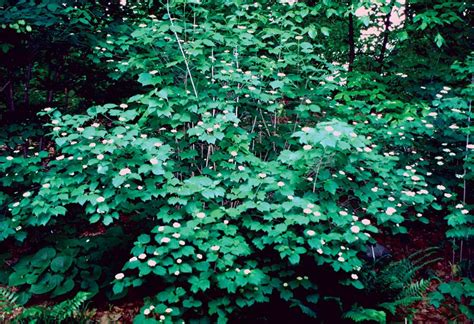 Mapleleaf Viburnum shrub (Viburnum acerifolium): Good for mass ...