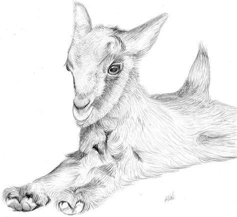 Image result for baby goat drawing | Goat art, Pencil drawings, Pencil drawing tutorials