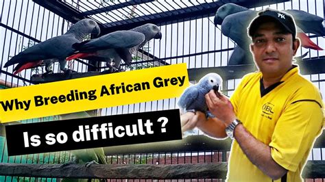 African Grey Breeding Tips | Expert Shares His Experience - YouTube