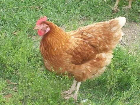 Golden Comet Chicken Lifespan - Consort Design | Egg laying chickens ...