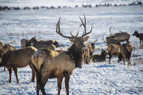 National Elk Refuge Sleigh Rides - Jackson Hole Traveler