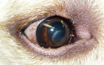 Corneal Dystrophy in Dogs | VCA Animal Hospitals