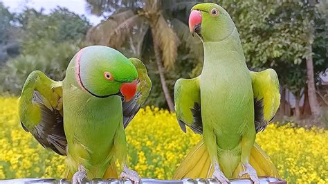 Funny Parrot Talking Mithu Mithu - YouTube