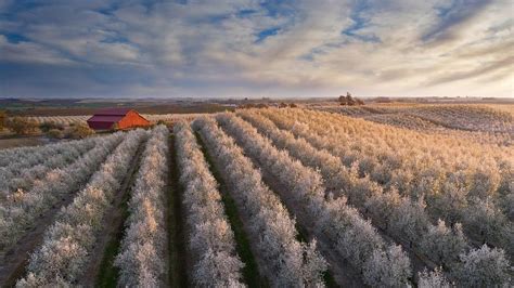 Flowering almond trees in California's Central Valley - Jeffrey Lewis ...