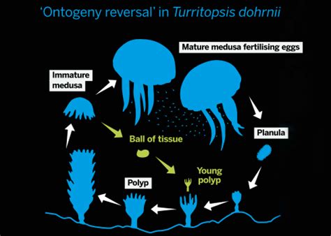 Everlasting life: the ‘immortal’ jellyfish