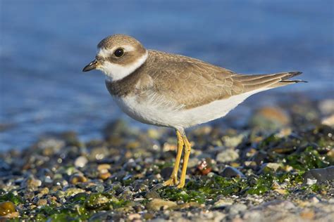 Semipalmated Plover | Plover, Bird species, Animal species