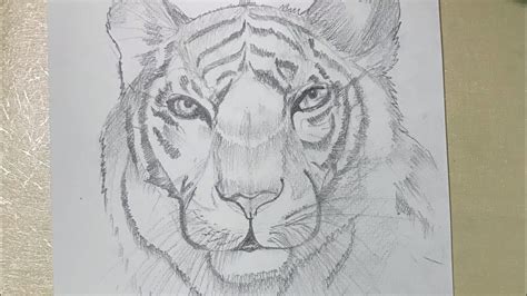 How to draw tiger Realistic tiger drawing/national animal of India ...