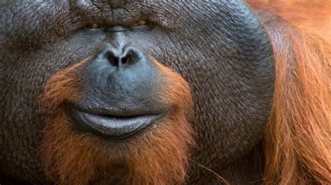 BBC - Earth - Why male orangutans have such weird faces