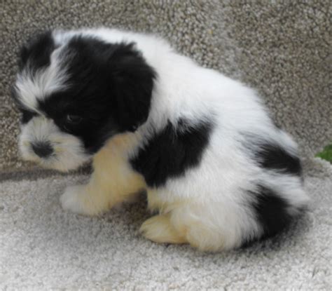 Black and White Bichon Frise Puppy