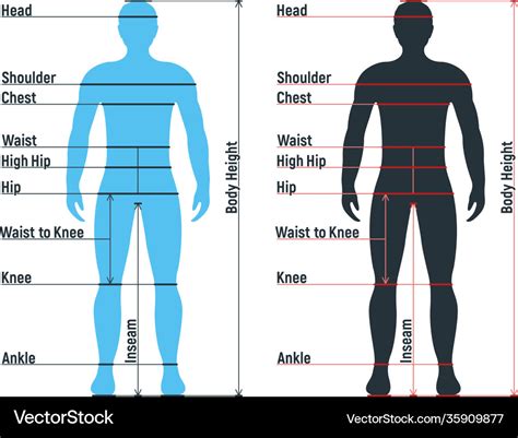 Male size chart anatomy human character people Vector Image