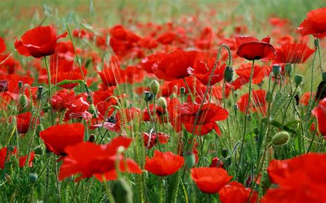 Red Poppy flower field. Poppies Poem, Red Poppies, Red Flowers ...