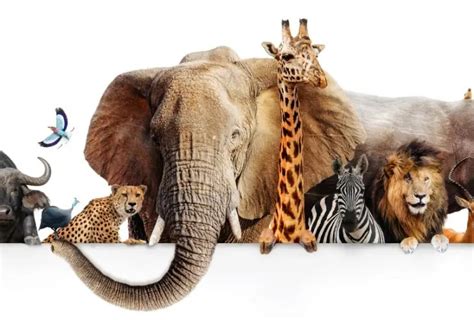 Zoologist Career: Salary, Jobs, Requirements, Job Description - CareerCliff