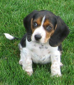 Pocket Beagle Puppies | Beagle Puppy