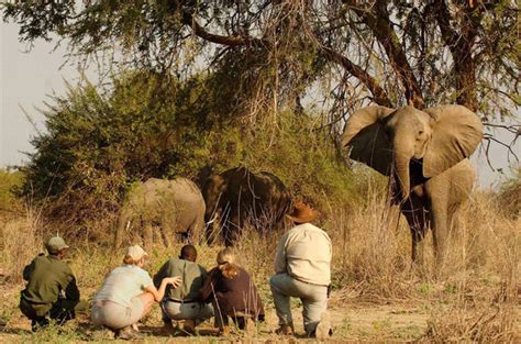 Zambia National Parks - Zambia Safari Guide