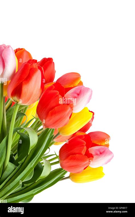 Bunch of tulips Stock Photo - Alamy