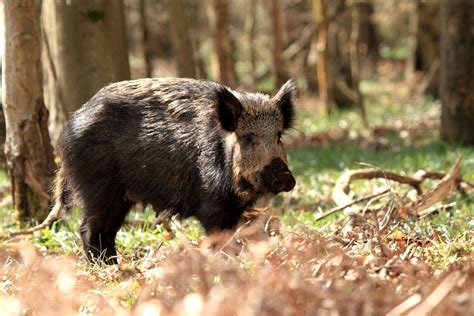 Forest of Dean Wildlife & Nature Diary: Wild Boar in the Forest of Dean