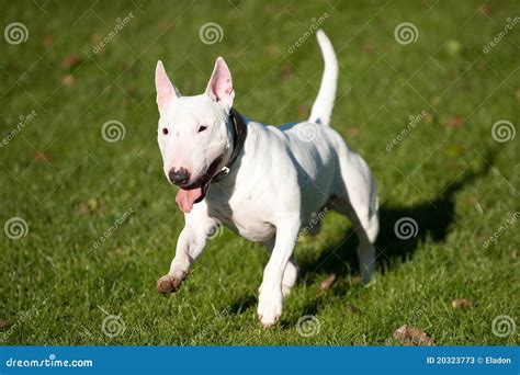 Bull terrier running stock image. Image of white, jump - 20323773